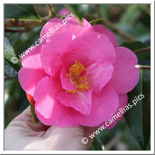 Camellia Japonica 'La Puce'