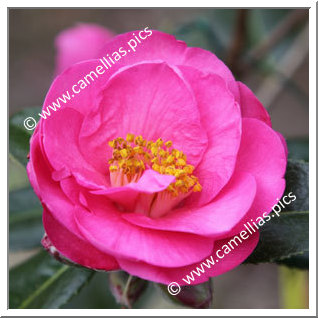 Camellia Japonica 'La Puce'