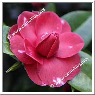 Camellia Hybrid C.reticulata  'Black Lace Variegated'
