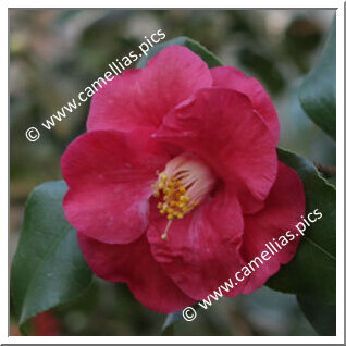 Camellia Japonica 'Lady de Saumarez'