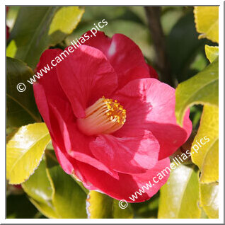 Camellia Japonica 'Lady de Saumarez'
