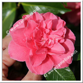 Camellia Japonica 'Lady Erma'
