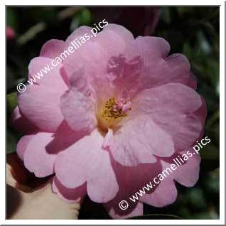 Camellia Hybride C.x williamsii 'Lady Gowrie'