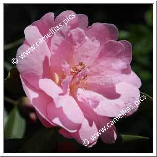 Camellia Hybride C.x williamsii 'Lady Gowrie'