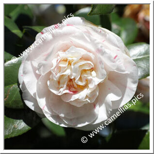 Camellia Japonica 'Lady Henrietta'