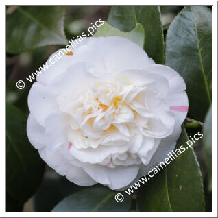 Camellia Japonica 'Lady Henrietta'