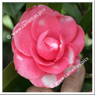 Camellia Japonica 'Lady Hope'