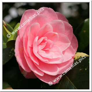 Camellia Japonica 'Lady Hope'