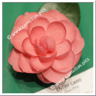 Camellia Hybrid C.x williamsii 'Lady Lee'