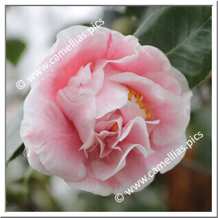 Camellia Japonica 'Lady Loch'