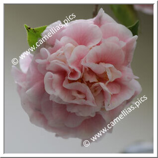 Camellia Japonica 'Lady Loch'