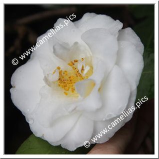 Camellia Japonica 'Lady Lucille'
