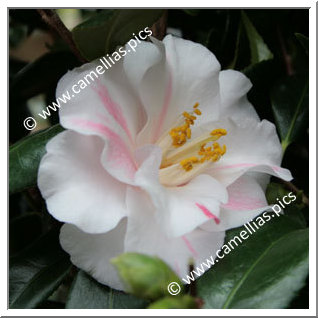 Camellia Japonica 'Lady Vansittart'