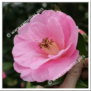 Camellia Hybride C.x williamsii 'Lady's Maid'