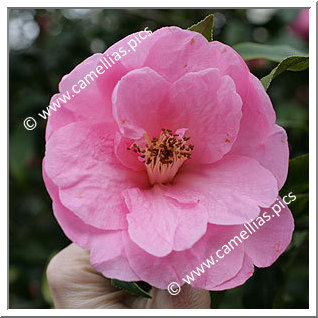 Camellia Hybrid C.x williamsii 'Lady's Maid'