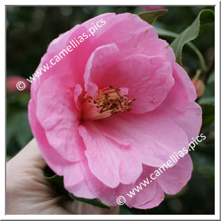 Camellia Hybride C.x williamsii 'Lady's Maid'