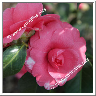 Camellia Japonica 'Lalla Rookh'