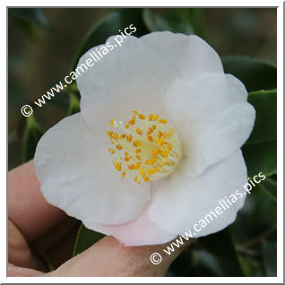 Camellia Hybrid 'Lammertsii'