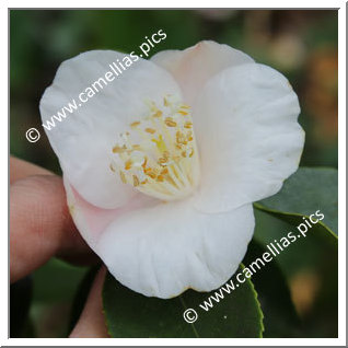 Camellia Hybride 'Lammertsii'