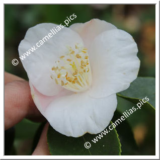 Camellia Hybrid 'Lammertsii'