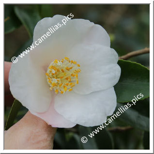 Camellia Hybride 'Lammertsii'