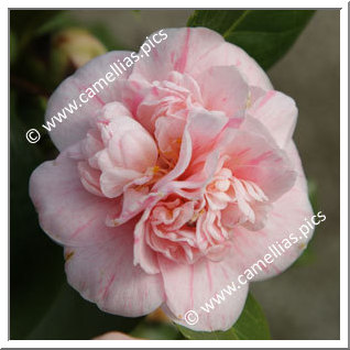 Camellia Japonica 'Général Lamoricière'