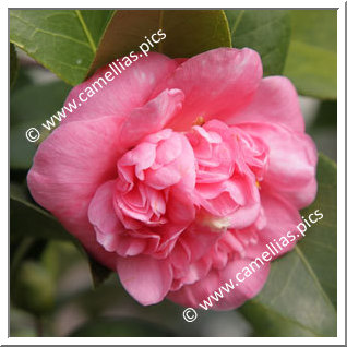 Camellia Japonica 'Général Lamoricière Pink'