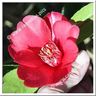 Camellia Japonica 'Lanarth'