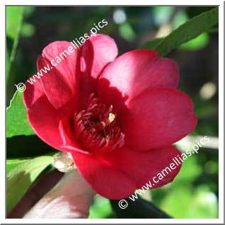 Camellia Japonica 'Lanarth'