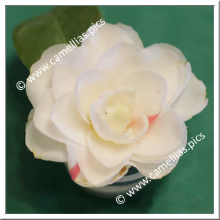 Camellia Japonica 'Landon Waters'