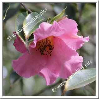 Camellia Botanique C. lapidea