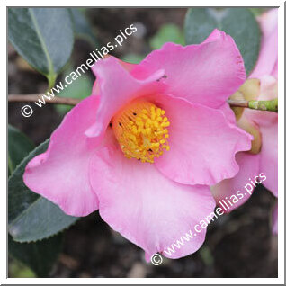 Camellia Botanique 'C. lapidea'