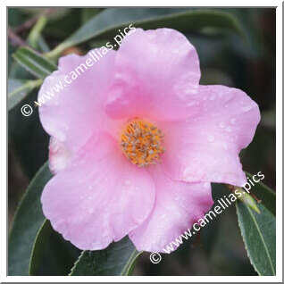 Camellia Species 'C. lapidea'