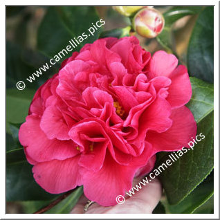 Camellia Hybrid C.reticulata  'Larry Piet'