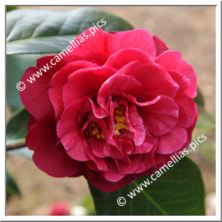 Camellia Hybrid C.reticulata  'Larry Piet'