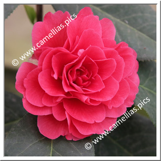 Camellia Hybride C.reticulata 'Larry Piet'