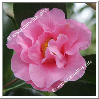 Camellia Hybrid 'Lasca Beauty'