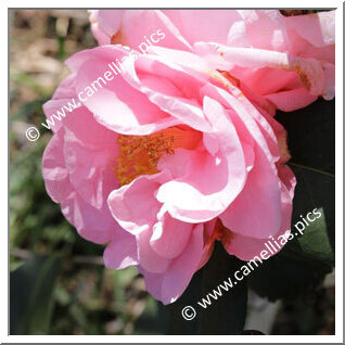 Camellia Hybrid 'Lasca Beauty'