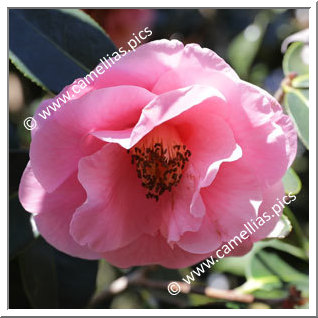 Camellia Hybrid 'Lasca Beauty'