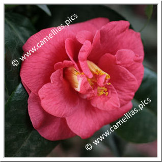 Camellia Japonica 'Latifolia'