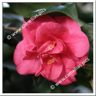 Camellia Japonica 'Latifolia'