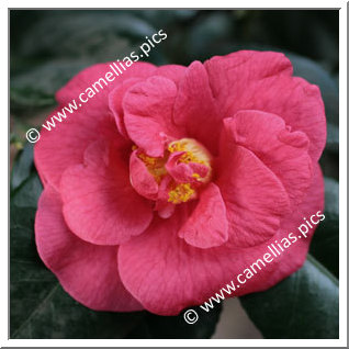 Camellia Japonica 'Latifolia'