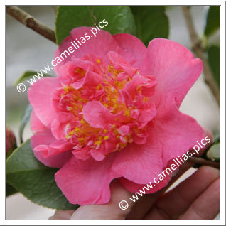 Camellia Hybrid C.x williamsii 'Laura Boscawen'