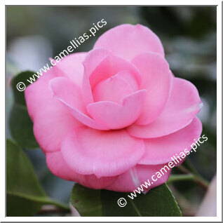 Camellia Japonica 'Laura Padova'