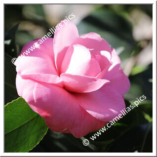 Camellia Japonica 'Laura Padova'