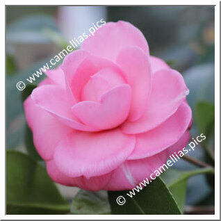 Camellia Japonica 'Laura Padova'