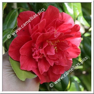 Camellia Japonica 'Laura Walker'