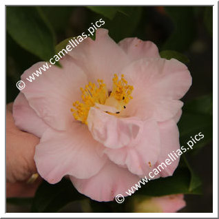 Camellia Japonica 'Laurie Bray'