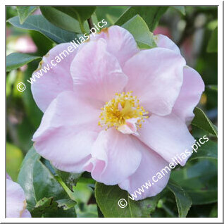 Camellia Japonica 'Laurie Bray'