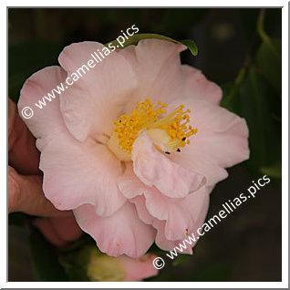 Camellia Japonica 'Laurie Bray'